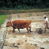 Производство на ориз 1