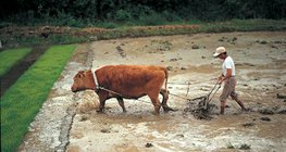 Производство на ориз 1