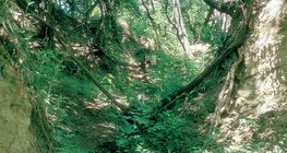 Льосово плато