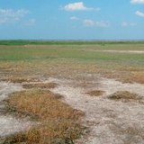 Засолена почва