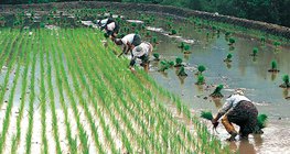 Производство на ориз 2