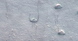 Костни клетки