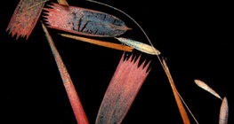 Люспи на пеперудени крила