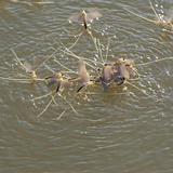 Еднодневки