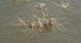 Еднодневки