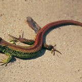 Ливаден гущер