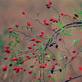 Плодът на шипката