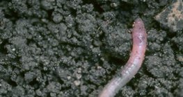 Дъждовен червей