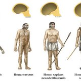 Видове от рода Homo