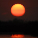 Лопатарка на фона на залязващото слънце