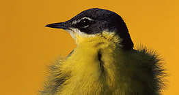 Жълта стърчиопашка