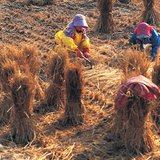 Производство на ориз 3