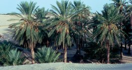 Оазис с финикови палми