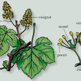 A szőlő leveles, virágos szára és egy virága