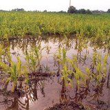 Повишено ниво на подпочвени води