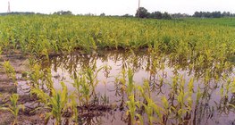 Повишено ниво на подпочвени води