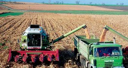 Събиране на царевица