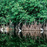 Мангрова растителност