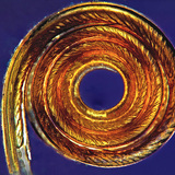 Хобот на пеперуда