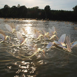 Еднодневки