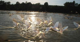 Еднодневки