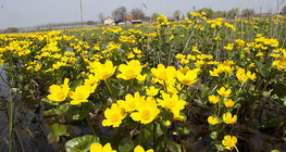 Блатен невен