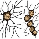 Глиални клетки