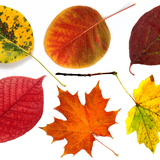 Есенни листа