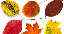 Есенни листа