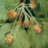 Мъжките цветове на бука