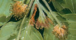 Мъжките цветове на бука