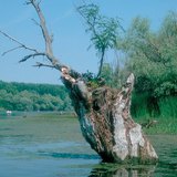 Изчезващите езера: блато