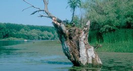 Изчезващите езера: блато