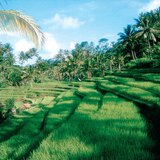 Тераси с оризови насаждения