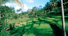 Тераси с оризови насаждения