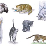 Поведението на котката