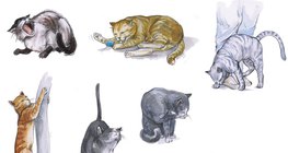 Поведението на котката