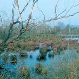 Изчезващите езера: блато