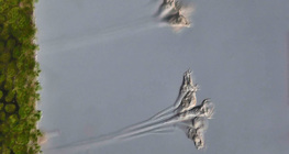 Талофитен едноклетъчен организъм (Epistilis sp.)