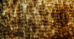 Пеперудени крила с люспи