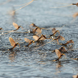 Еднодневки