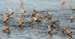 Еднодневки