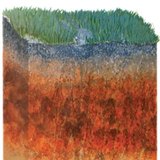 Кафява горска почва