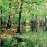 Изчезващите езера: тресавище