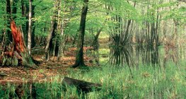 Изчезващите езера: тресавище