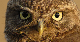 Домашна кукумявка