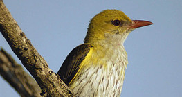 Авлига (женска птица)