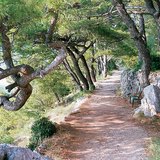 Средиземноморска растителност