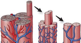 Капилярната мрежа в мускулите