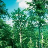 Букова гора